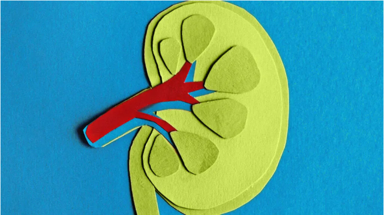慢性腎臟病 (CKD) 的癥狀、分期和治療方法