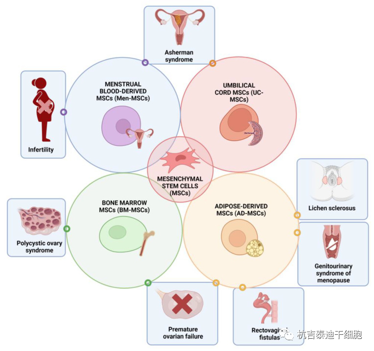 圖1：間充質(zhì)干細胞在婦科各種病癥和疾病中的治療潛力