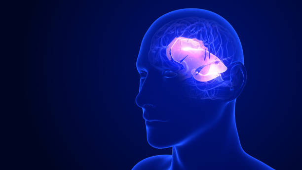 成人神經(jīng)再生的多功能策略：干細胞修復受損大腦的途徑