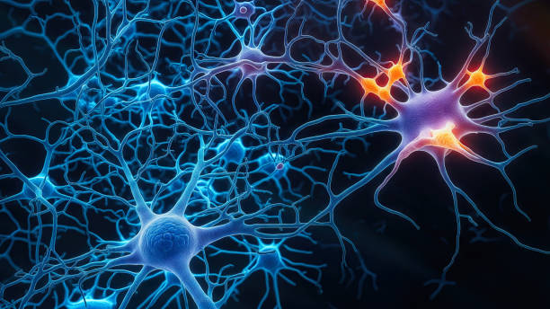 神經(jīng)干細胞 (NSC) 