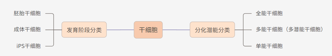 干細胞分類(lèi)