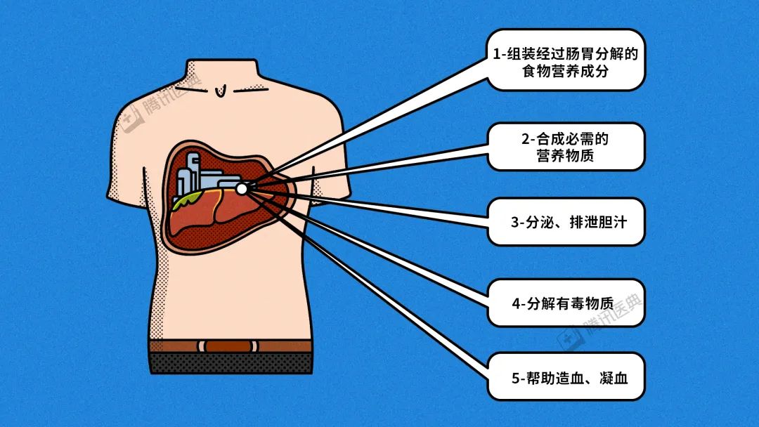 肝臟是人體內最大的內臟器官