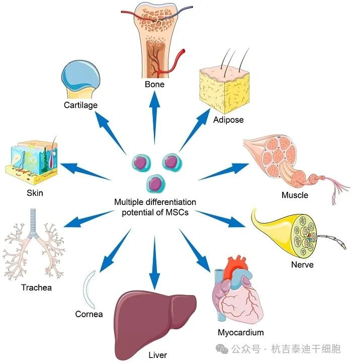 間充質(zhì)干細胞 (MSC) 的分化潛力可能會(huì )因干細胞來(lái)源、擴增條件及其培養微環(huán)境而異。