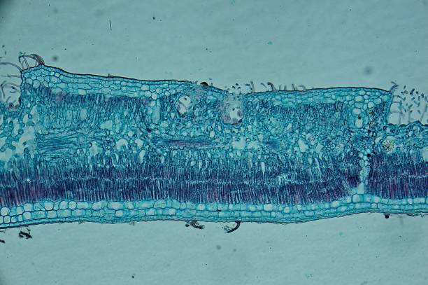 再生醫學(xué)-要素、用途和益處
