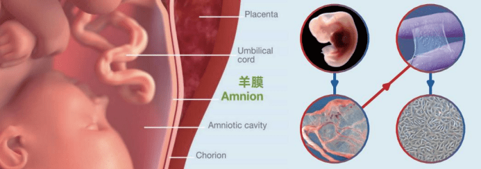 什么是羊膜干細胞：羊膜干細胞的來(lái)源、功能及臨床應用