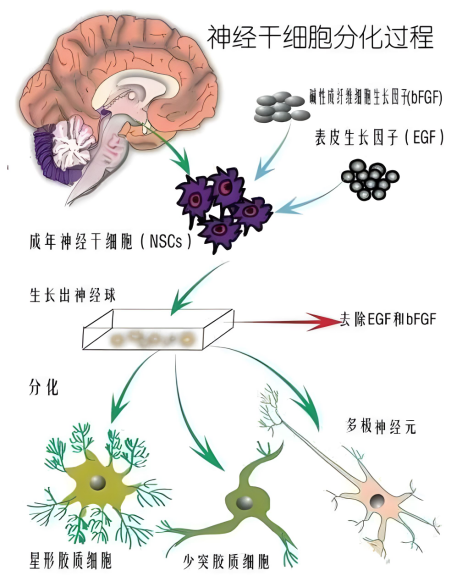 神經(jīng)干細胞分化過(guò)程