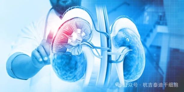 干細胞療法與泌尿系統疾病