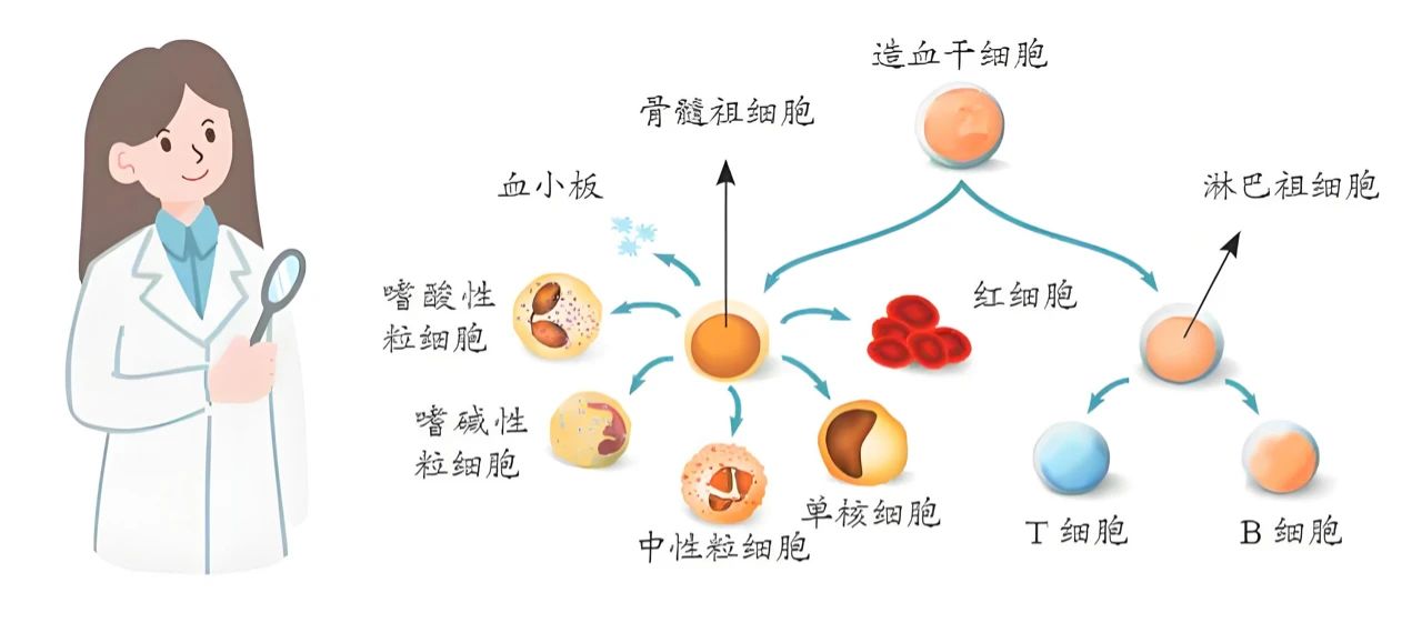 造血干細胞移植