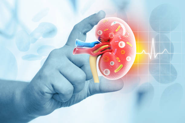 干細胞治療慢性腎病II期新數據：低劑量方案安全且能穩定改善腎功能